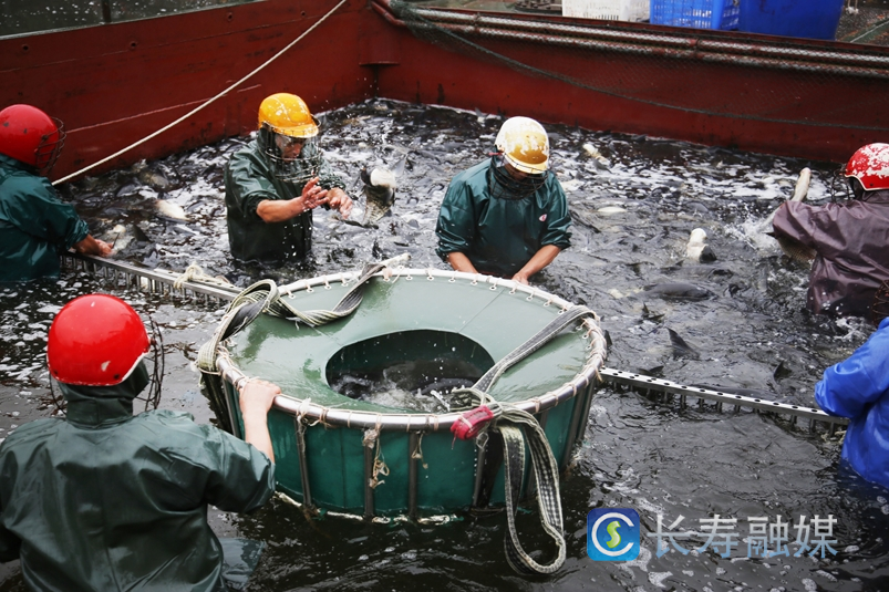 春节期间长寿湖富硒有机鱼销售10.24万斤2