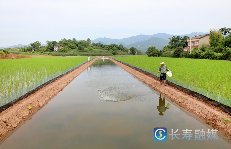 长寿：夯实“三农”压舱石 推进乡村全面振兴4
