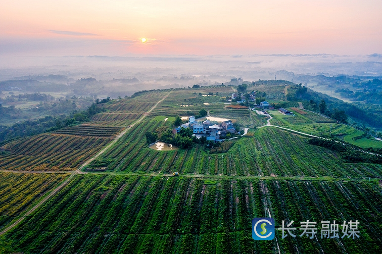 长寿：夯实“三农”压舱石 推进乡村全面振兴8